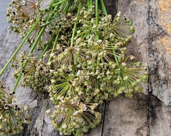 White Chives, Perennial