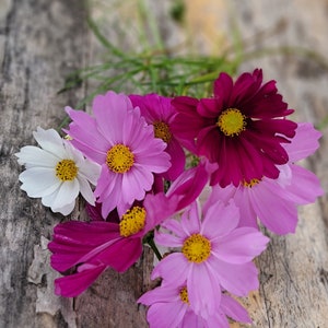 Shades of Purple and White Mixed Cosmos, Annual (30+ Seeds)