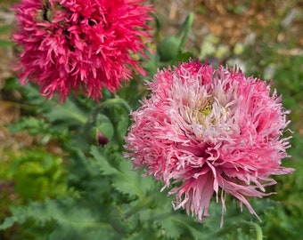 Rose Feather Poppies (2 Shades of Pink), Annual (100++ Seeds)