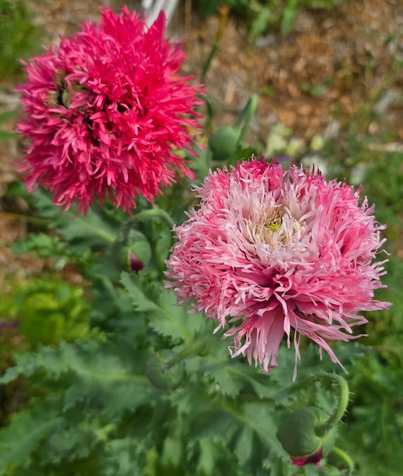 Rose Feather Poppies (2 Shades of Pink), Annual (100++ Seeds) - Etsy