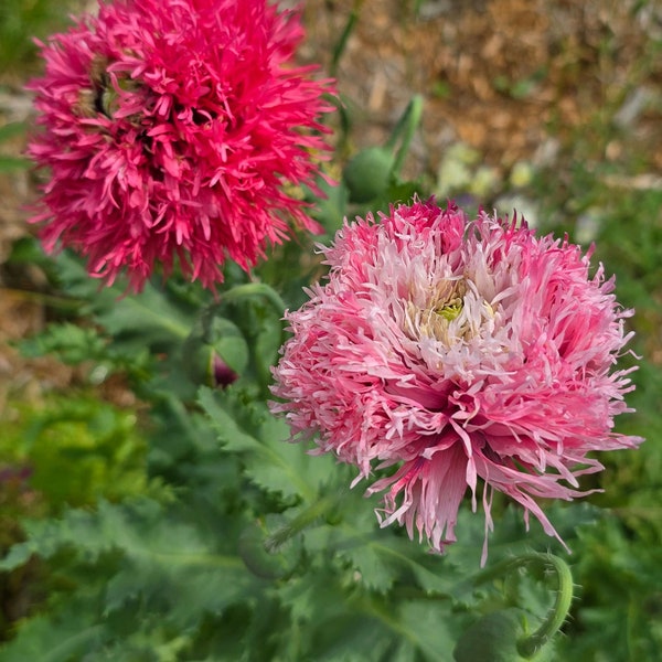 Amapolas Pluma Rosa (2 tonos de rosa), Anual (más de 100 semillas)