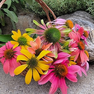 Echinacea (All of Our Varieties), Coneflower Mix (12+ Seeds), Perennial