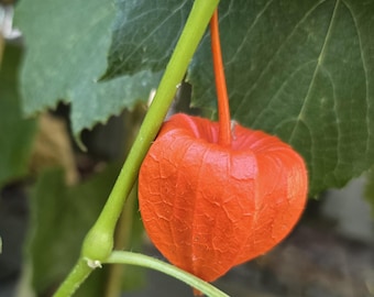 Chinese Lantern, 20+ Seeds, Perennial