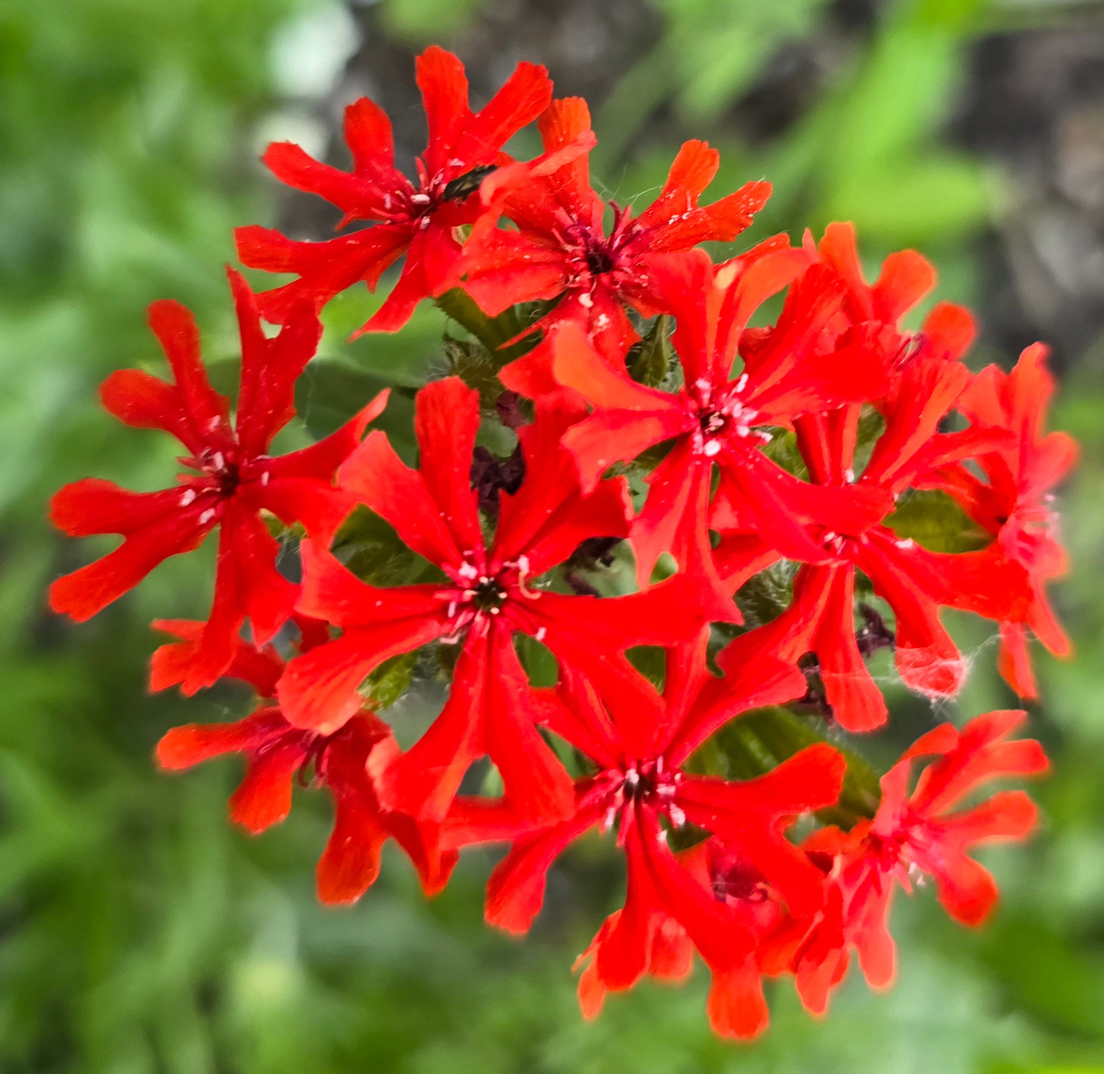 Maltese Cross: Lychnis chalcedonica, 100+ Seeds, Perennial