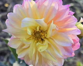 Dahlia Sunsets Strain (F2 from Purple/Yellow/Orange Mix), Perennial (15+ Large Seeds)