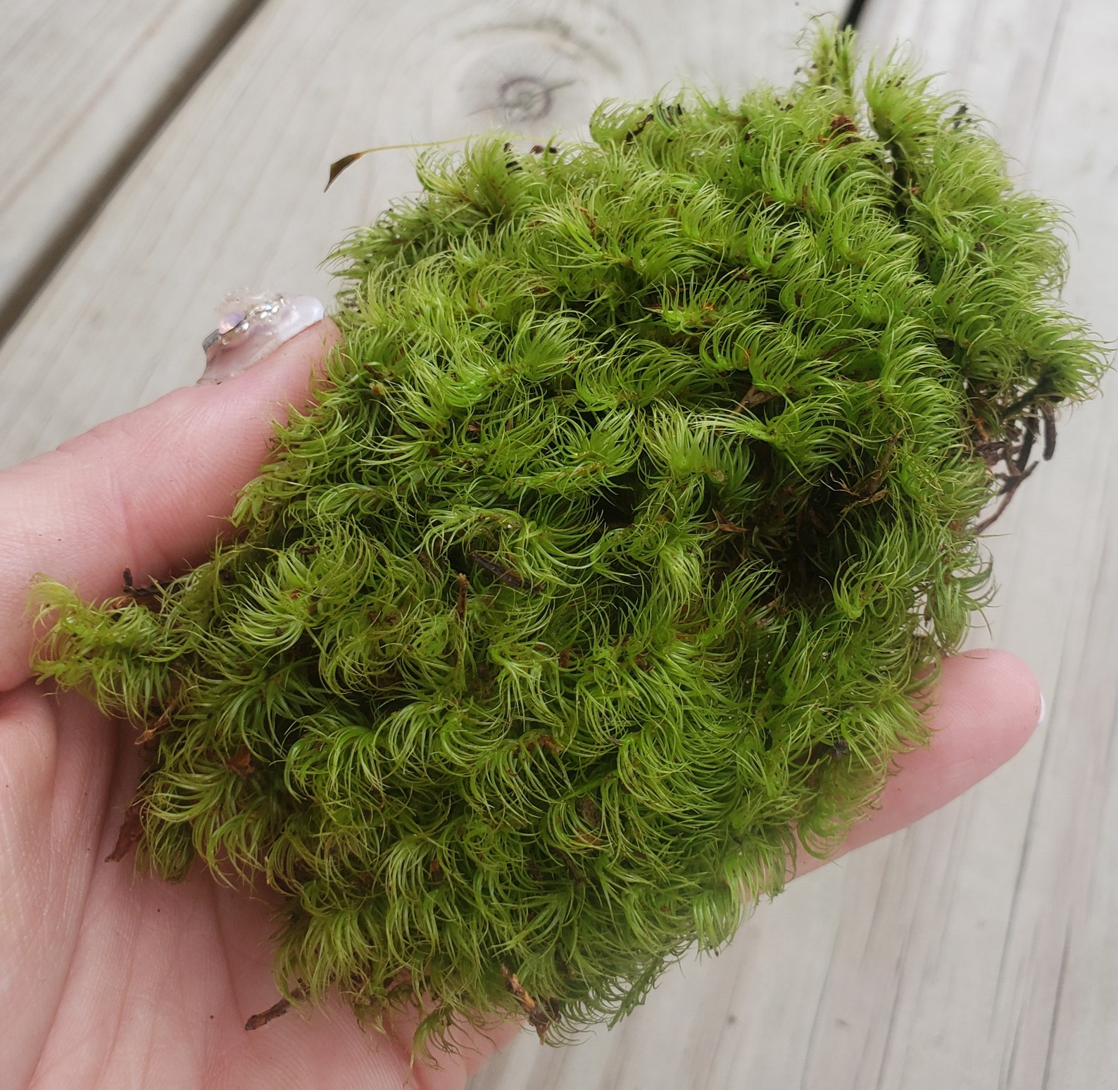 3 x 3 of LIVE Rock Cap Moss. Hardy to Zone 4. Etsy