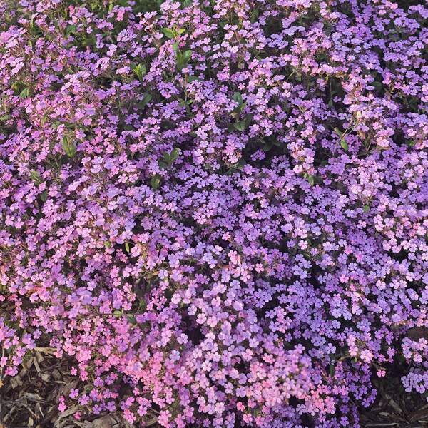 Saponaria (rosa), más de 20 semillas. Planta perenne (paquete de semillas).
