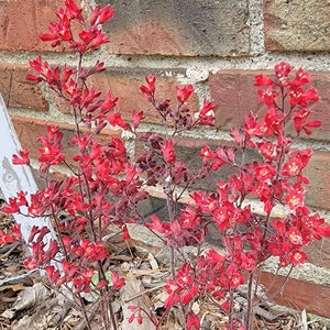 Coral Bells Mix, Perennial (70+ Seeds)