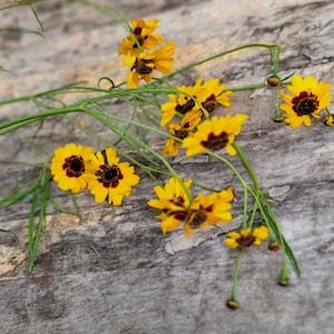 Plains Coreopsis  100+ Seeds, Perennial (Seed Packet)