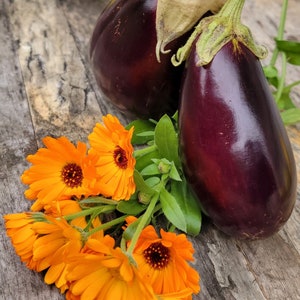 Black Beauty Eggplant (100+ Seeds)