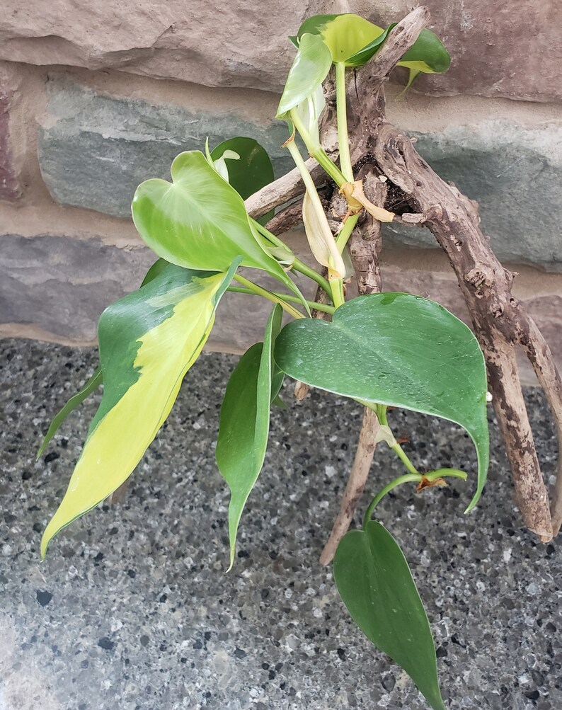 Philodendron Brasil. image 1