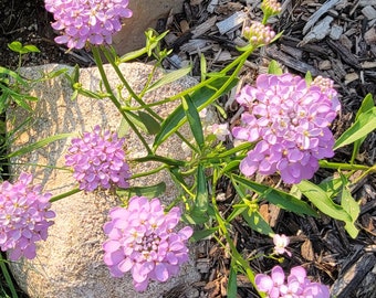 Candytuft Mix, Annual