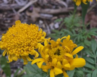 Yellow Yummy Mummy Marigolds 20+ Seeds, Annual