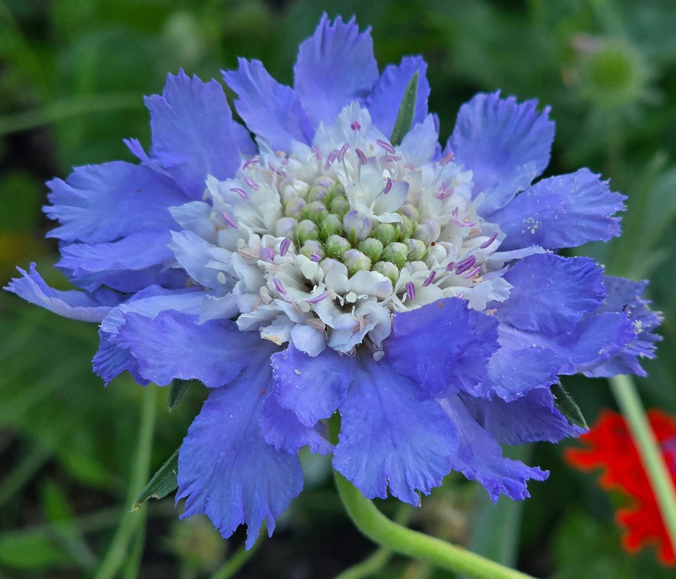 Scabiosa perfecta (bleu) 10+ grosses graines, vivace