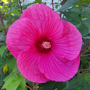 Cold Hardy Hibiscus Seeds (Pink with Red Center), Perennial (10+ Large Seeds)