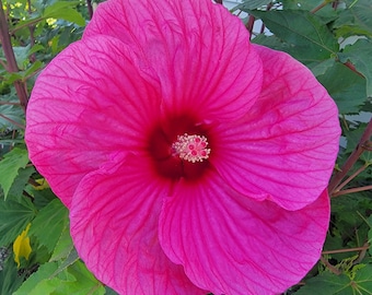 Cold Hardy Hibiscus Seeds (Pink with Red Center), Perennial (10+ Large Seeds)
