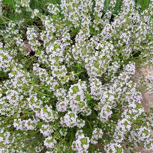 May include: A close-up of a bush of thyme in bloom. The small, white flowers are clustered together on the stems, creating a dense, white mass. The leaves are green and the plant is growing in a garden setting.