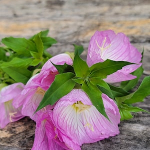 Showy Evening Primrose (pink), Perennial (45+ Seeds)