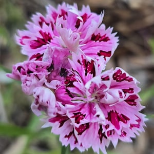 Dianthus 'Queen Hearts', A SquirrelRun Novelty (25+ Seeds), Perennial