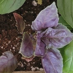 Purple Ruffles Basil, Cooking Herb (Seed Packet)