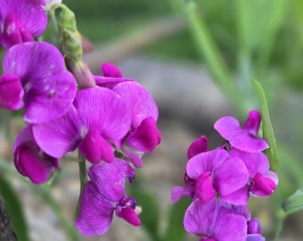 Perennial Sweet Peas, 10+ Large Seeds, Perennial