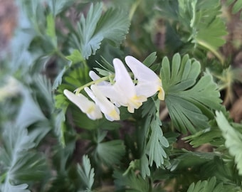 Dutchman's Breeches, RARE Native Wildflower. 7+ Seeds, Perennial
