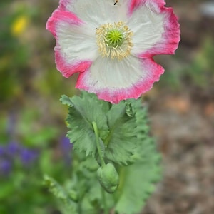 May include: A white poppy flower with pink edges blooms against a green background. The flower has a yellow center with a green stigma. The plant has green leaves and a bud.
