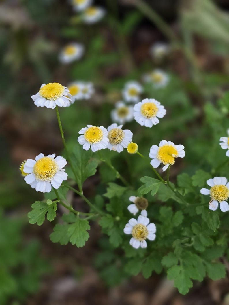 SquirrelRunFarm Feverfew Tanacetum - Thumbnail 3