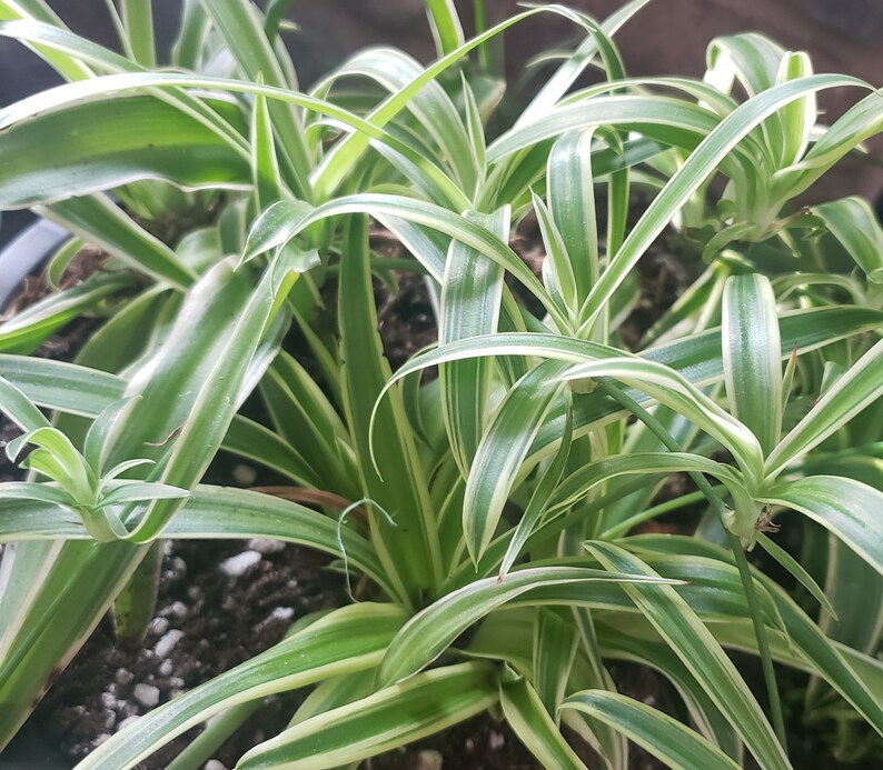 ONE Freshly Harvested Spider Plant Baby with Roots