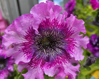May include: A close-up of a vibrant pink petunia flower with a deep purple center. The petals have a ruffled edge and a striking pattern of dark purple veins radiating from the center. Other flowers are visible in the background.