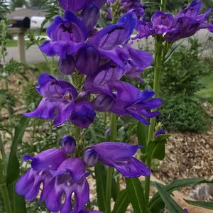 Rocky Mountain Penstemon. 25+ Seeds, Perennial