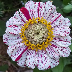 Zinnia Candystripe (más de 25 semillas), anual