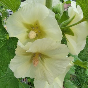 Hollyhock Yellow, Perennial (30+ Seeds)