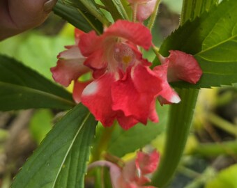 Peppermint Balsam, (15+ Seeds) Tropical Looking Annual (Seed Packet)