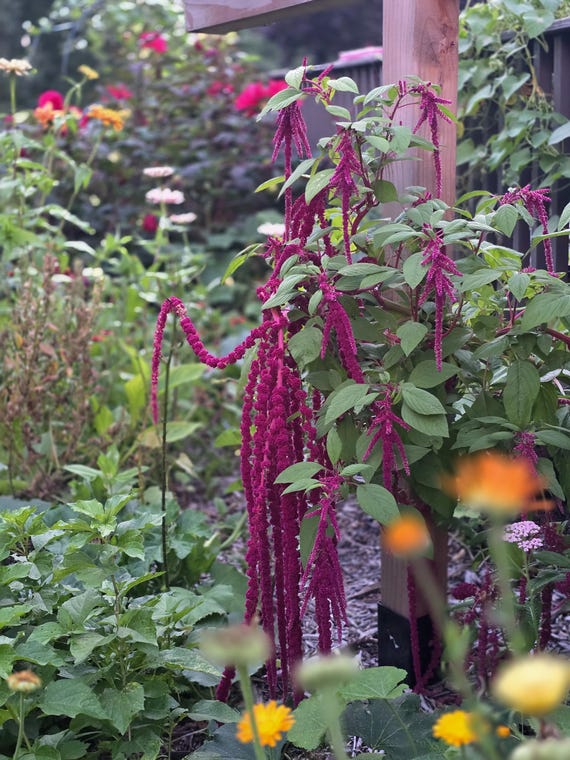 Amaranth (100+ Seeds), Love Lies Bleeding, Annual - Etsy