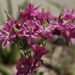 Columbine Dusty Rose Pink, Perennial (15+ Seeds)
