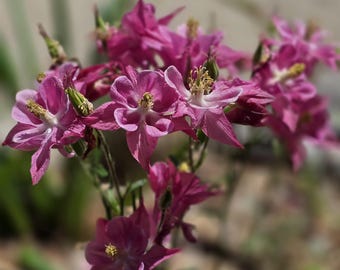 Columbine Dusty Rose Pink, Perennial (15+ Seeds)