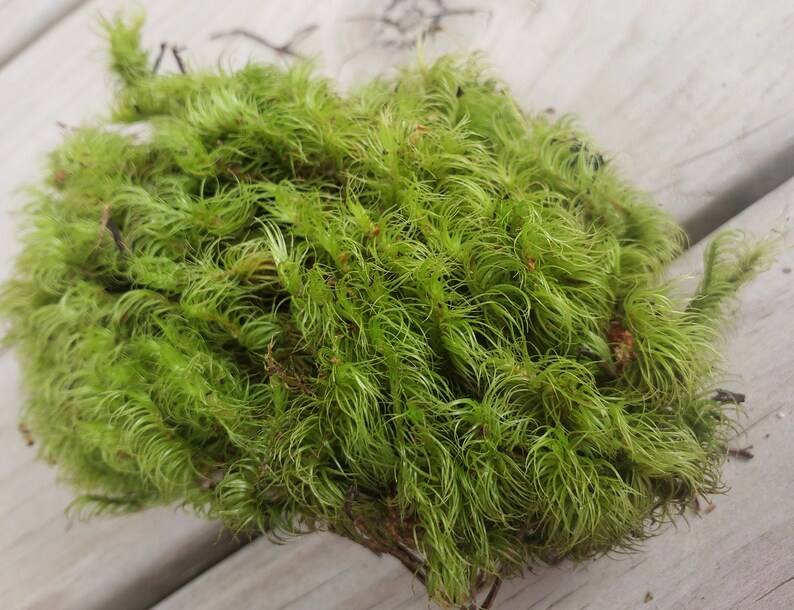 3 x 3 of LIVE Rock Cap Moss. Hardy to Zone 4. Etsy