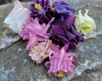 Columbine, Double Solid Color Mix, Perennial (45+ Seeds)
