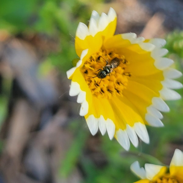 Consejos para el cuidado, Flor silvestre anual que adora a las abejas (más de 20 semillas)