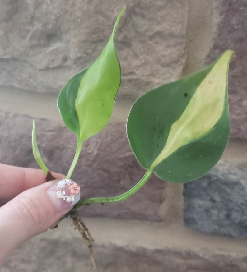 Philodendron Brasil. 2 Lf Rooted Plant