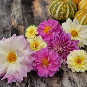 May include: A bouquet of pink, white, and yellow dahlias arranged on a rustic wooden surface. The flowers are in full bloom and have a delicate, layered appearance.