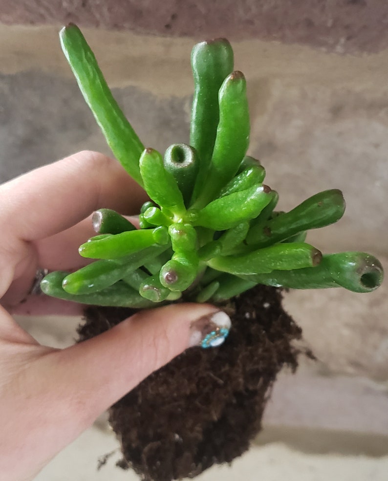 Crassula Ovata Rooted Plant. Ogre Ears. Gollum. Jade Plant