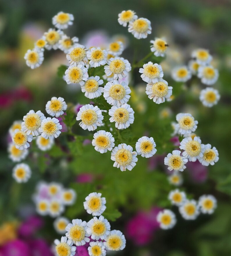 SquirrelRunFarm Feverfew Tanacetum
