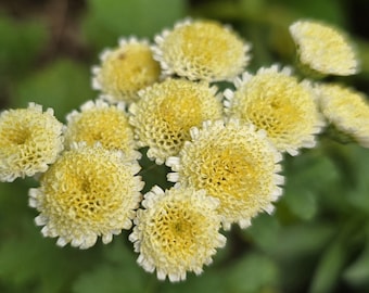 Feverfew Magic Lime Green (20+ Seeds), Perennial