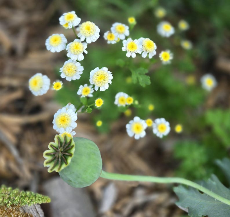 SquirrelRunFarm Feverfew Tanacetum - Thumbnail 4