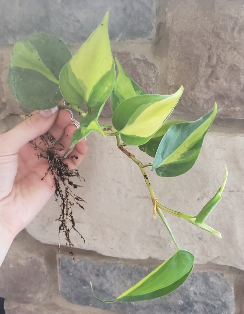 Philodendron Brasil. Large