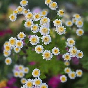 Matricaria Tanacetum (más de 20 semillas), perenne