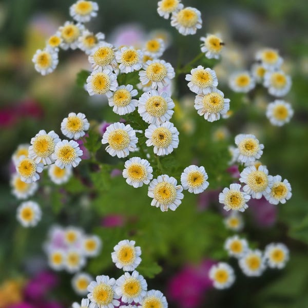Matricaria Tanacetum (más de 20 semillas), perenne