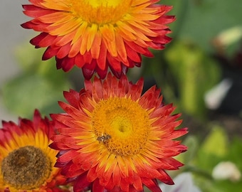 Red Dragon Strawflower (20+ Seeds), Everlasting Paper Flower, Annual